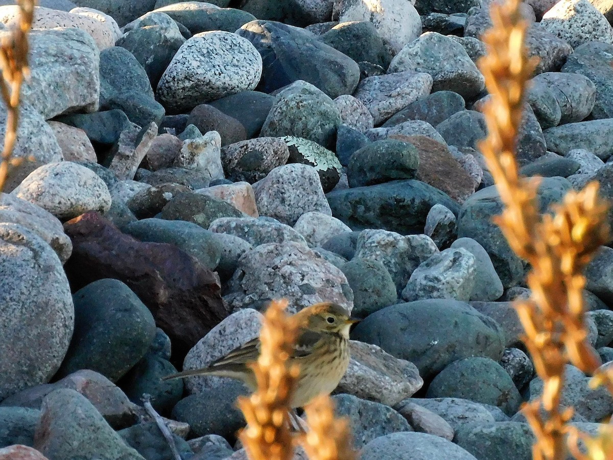 American Pipit - Denis Robert