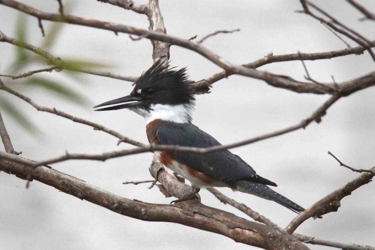 Belted Kingfisher - ML489702211
