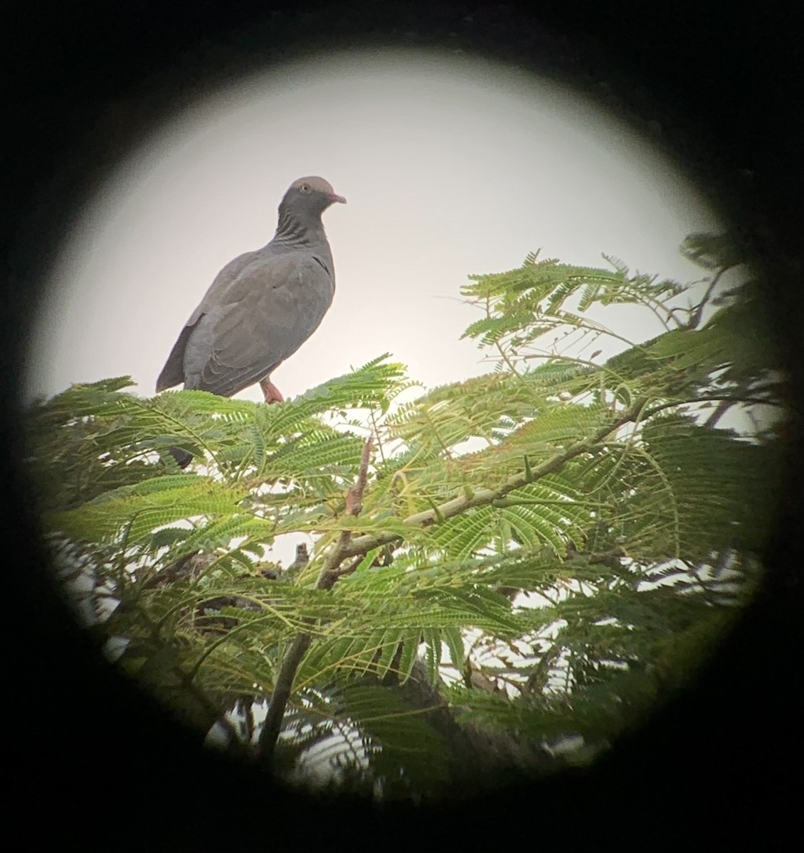 Pigeon à couronne blanche - ML489704301