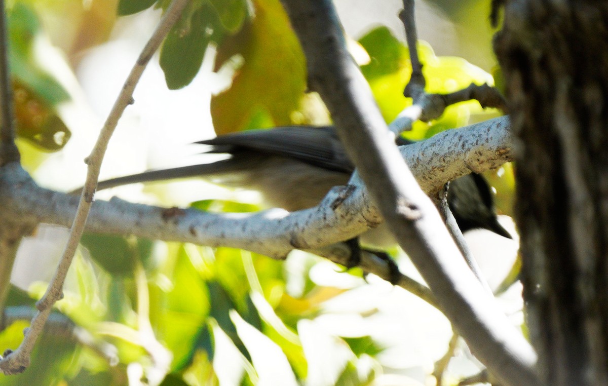 Mountain Chickadee - ML489705161