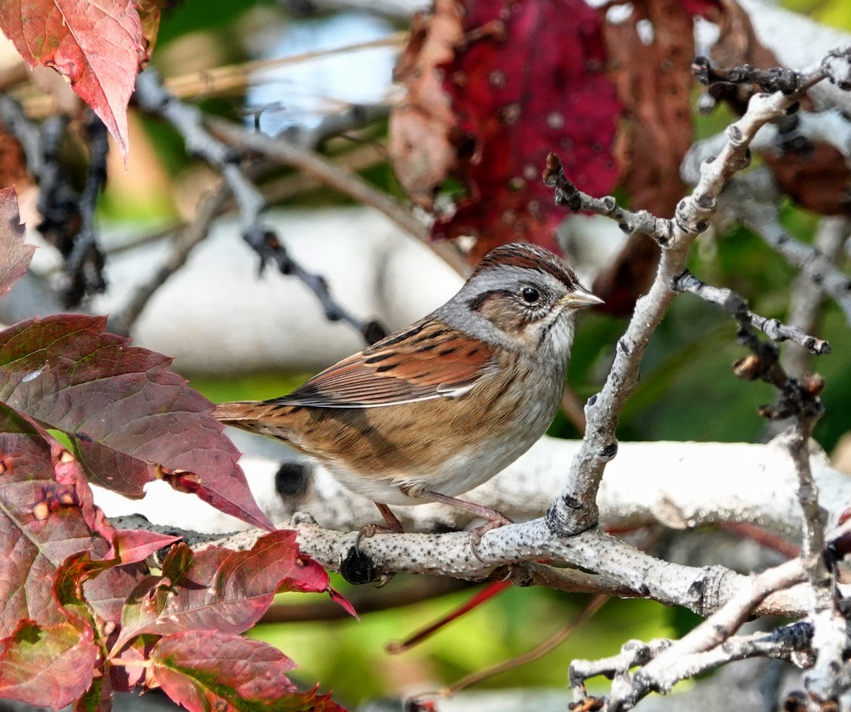 Swamp Sparrow - ML489706631