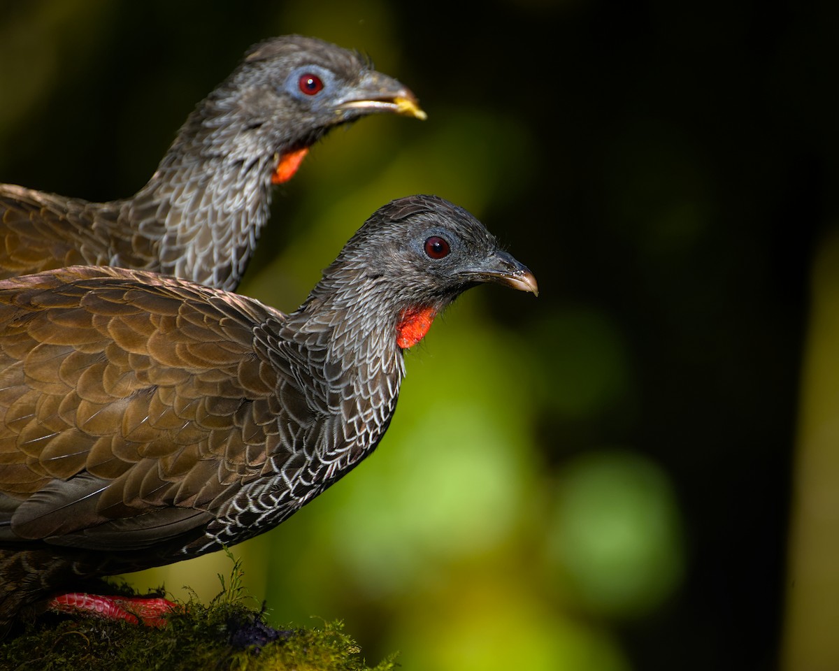 eBird Checklist - 19 Sep 2022 - Reserva Zuro Loma - 18 species