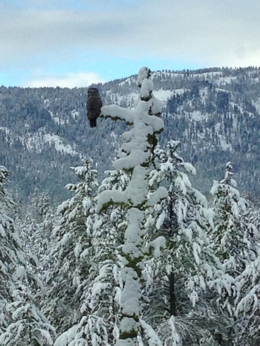 Great Gray Owl - ML48970701