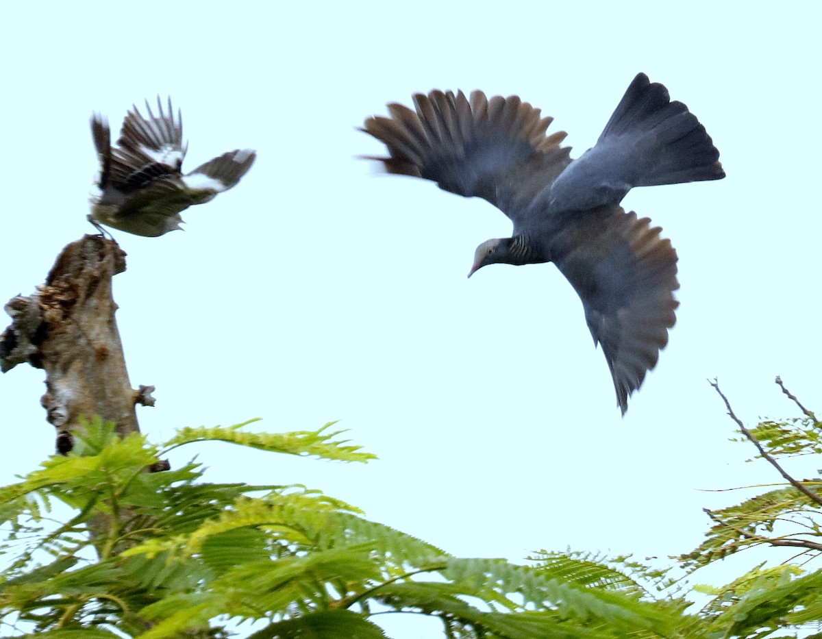 White-crowned Pigeon - ML489707241