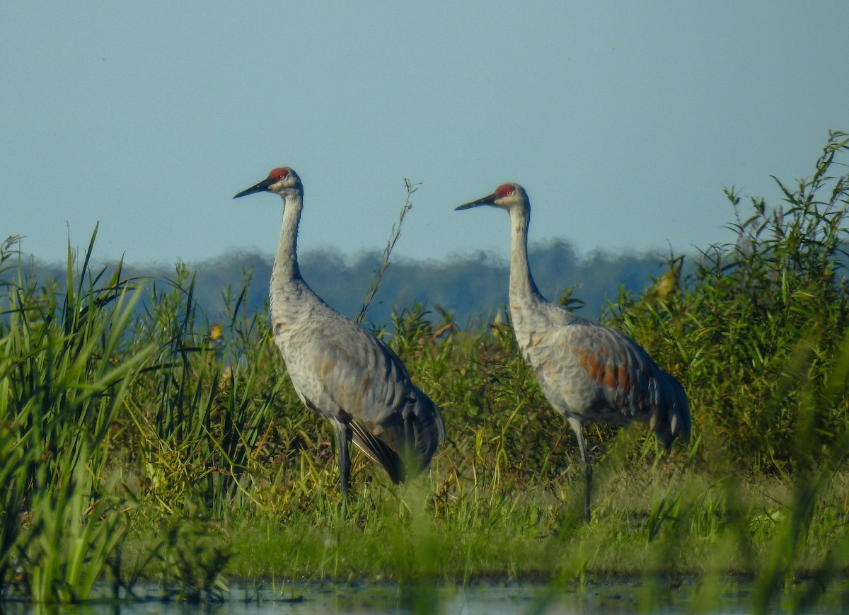 Sandhill Crane - Sharon David