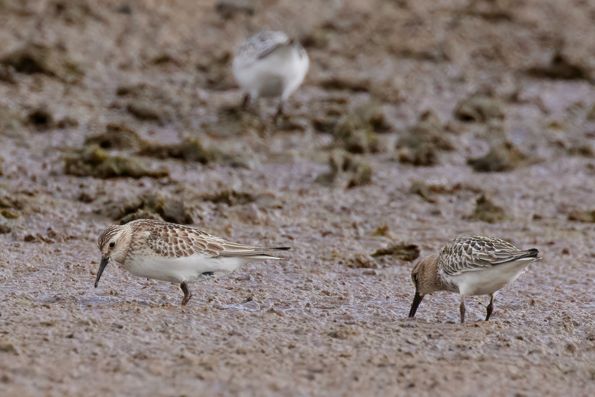 Baird's Sandpiper - ML489708061