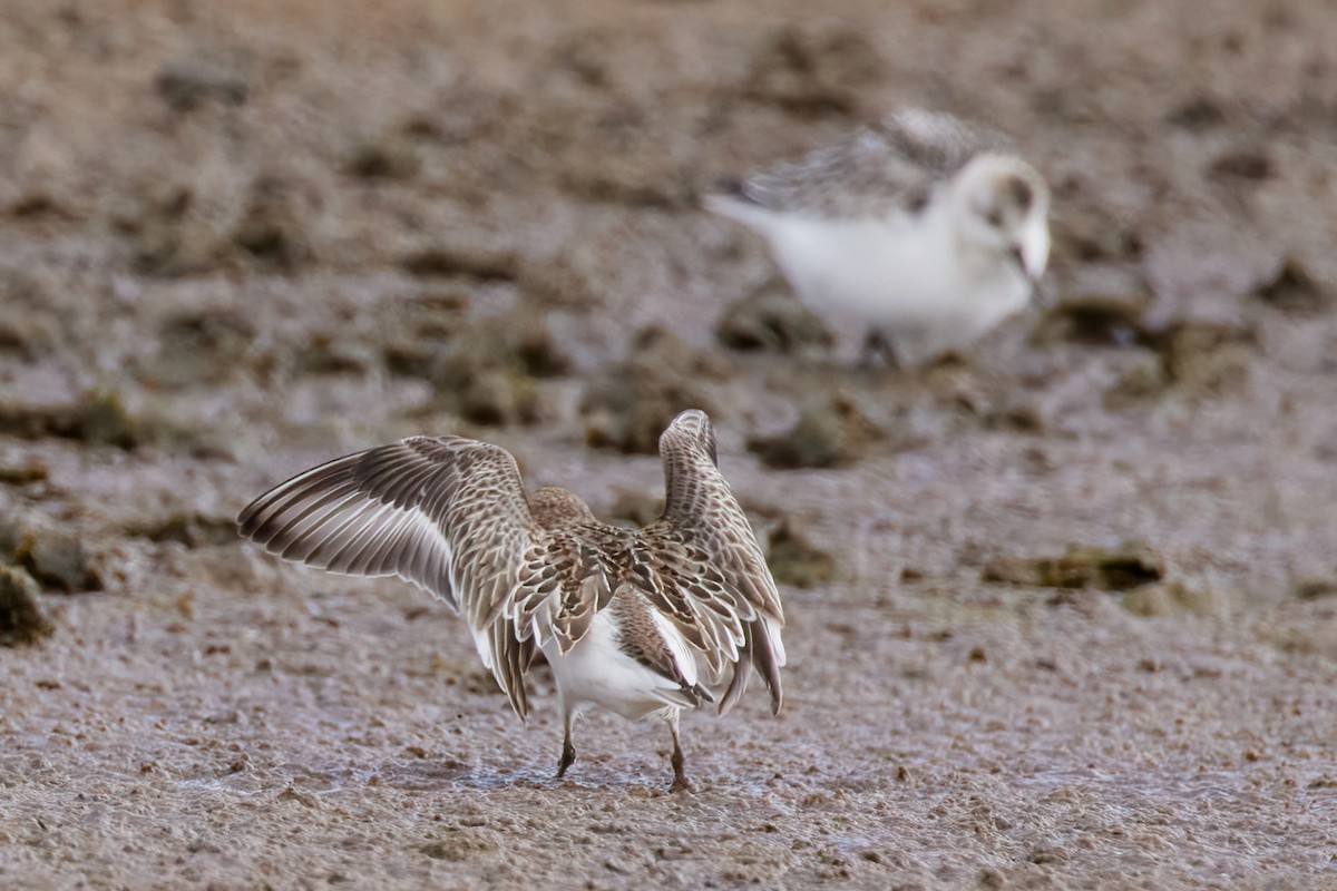 Baird's Sandpiper - ML489708131