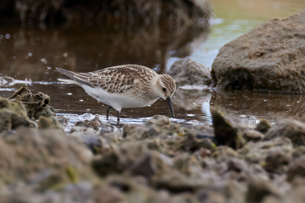 Baird's Sandpiper - ML489708191