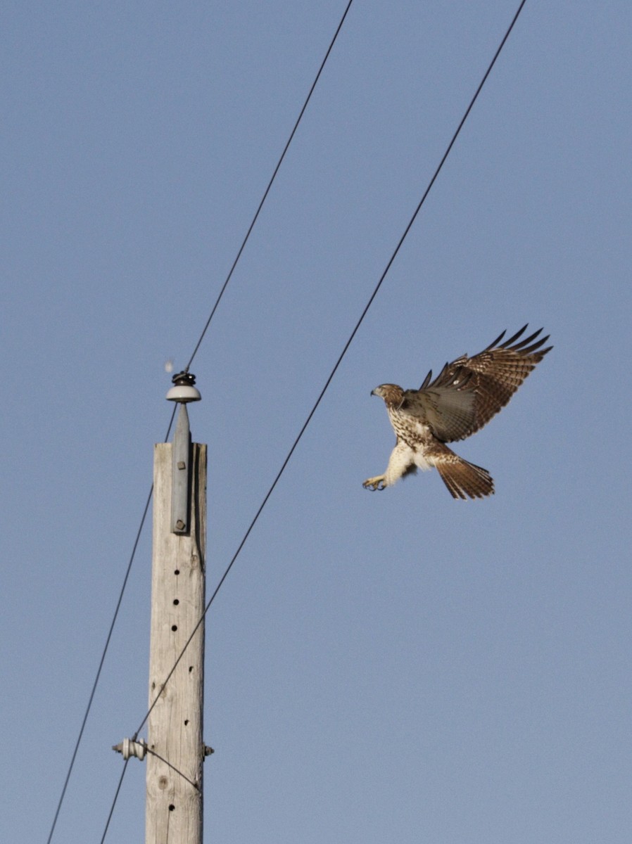 Red-tailed Hawk - Catherine Holland