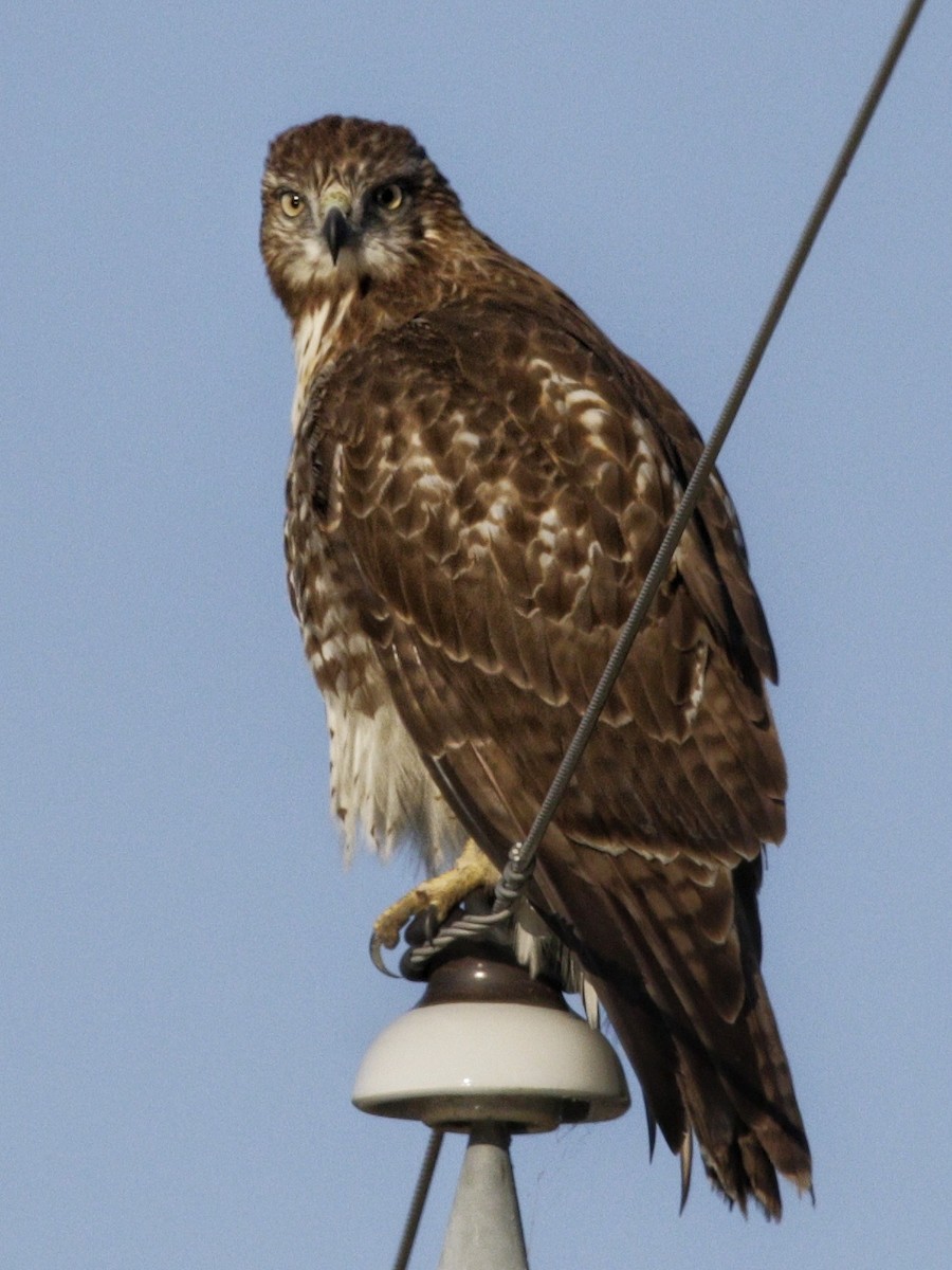 Red-tailed Hawk - Catherine Holland