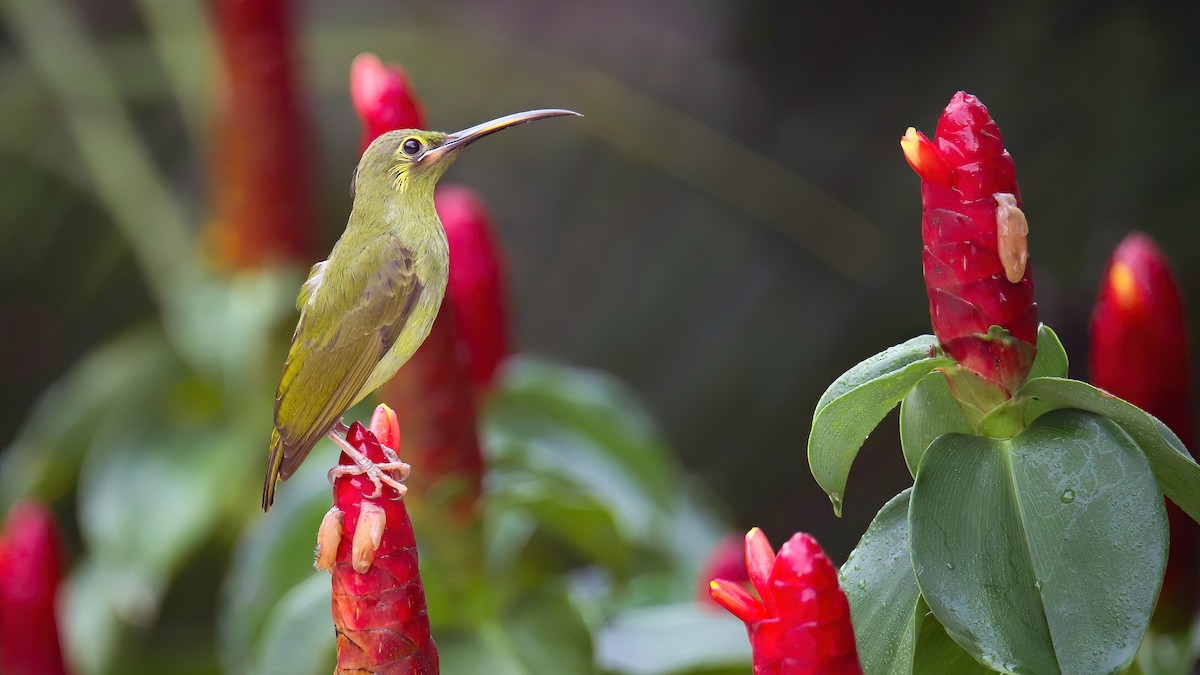 Yellow-eared Spiderhunter - Nina Hale