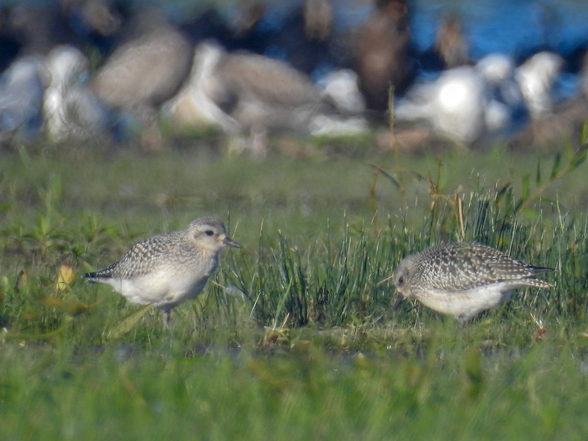 Black-bellied Plover - ML489708591