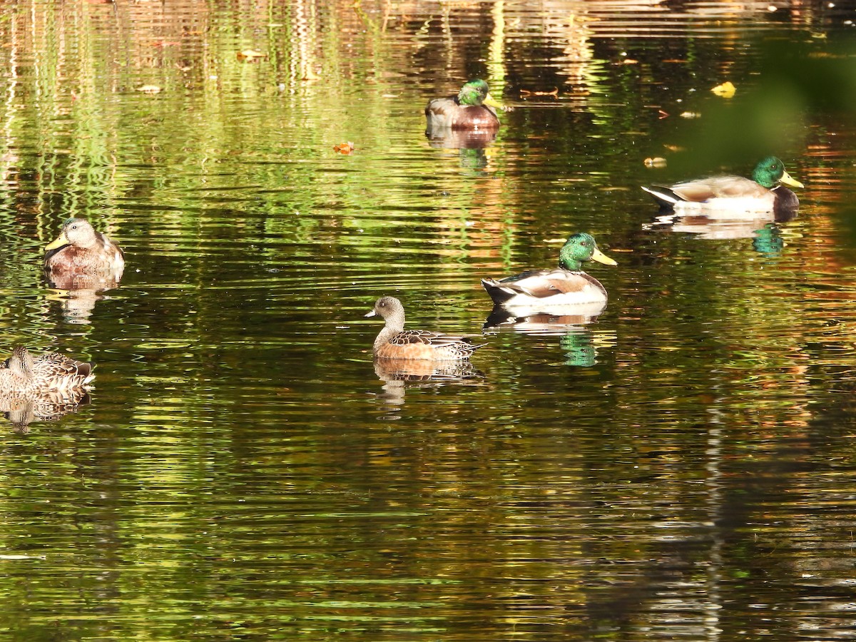 American Wigeon - ML489708921