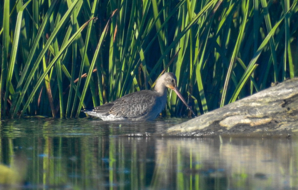 Hudsonian Godwit - Sharon David