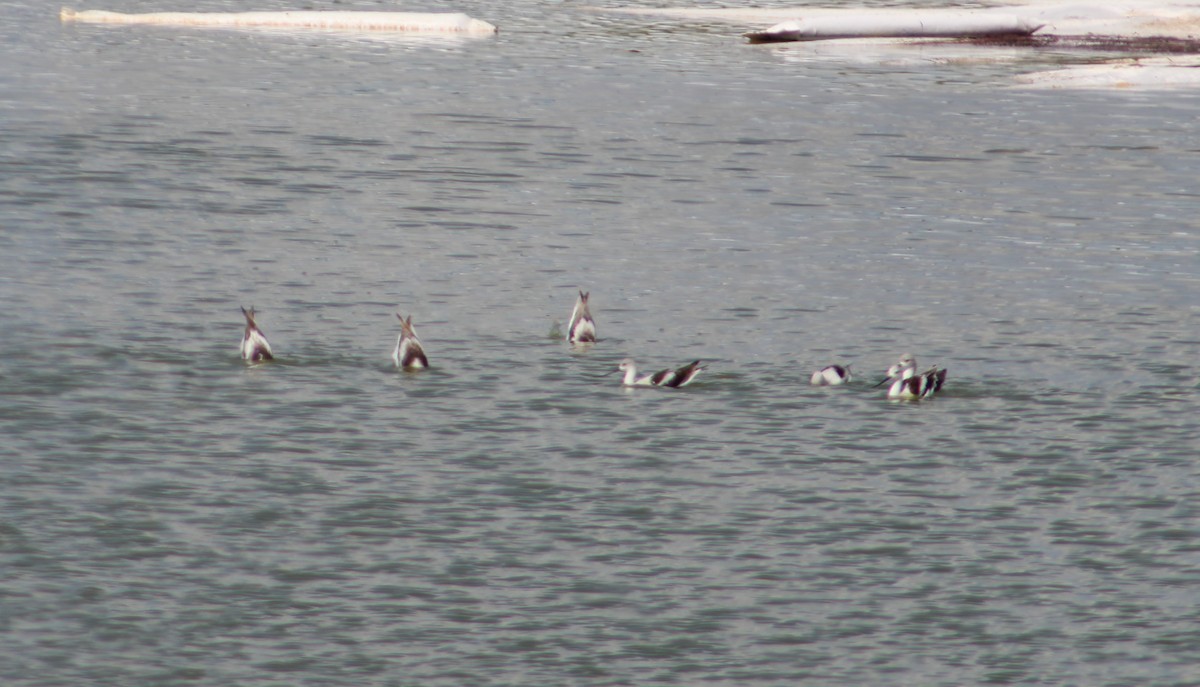 Avocette d'Amérique - ML489709181