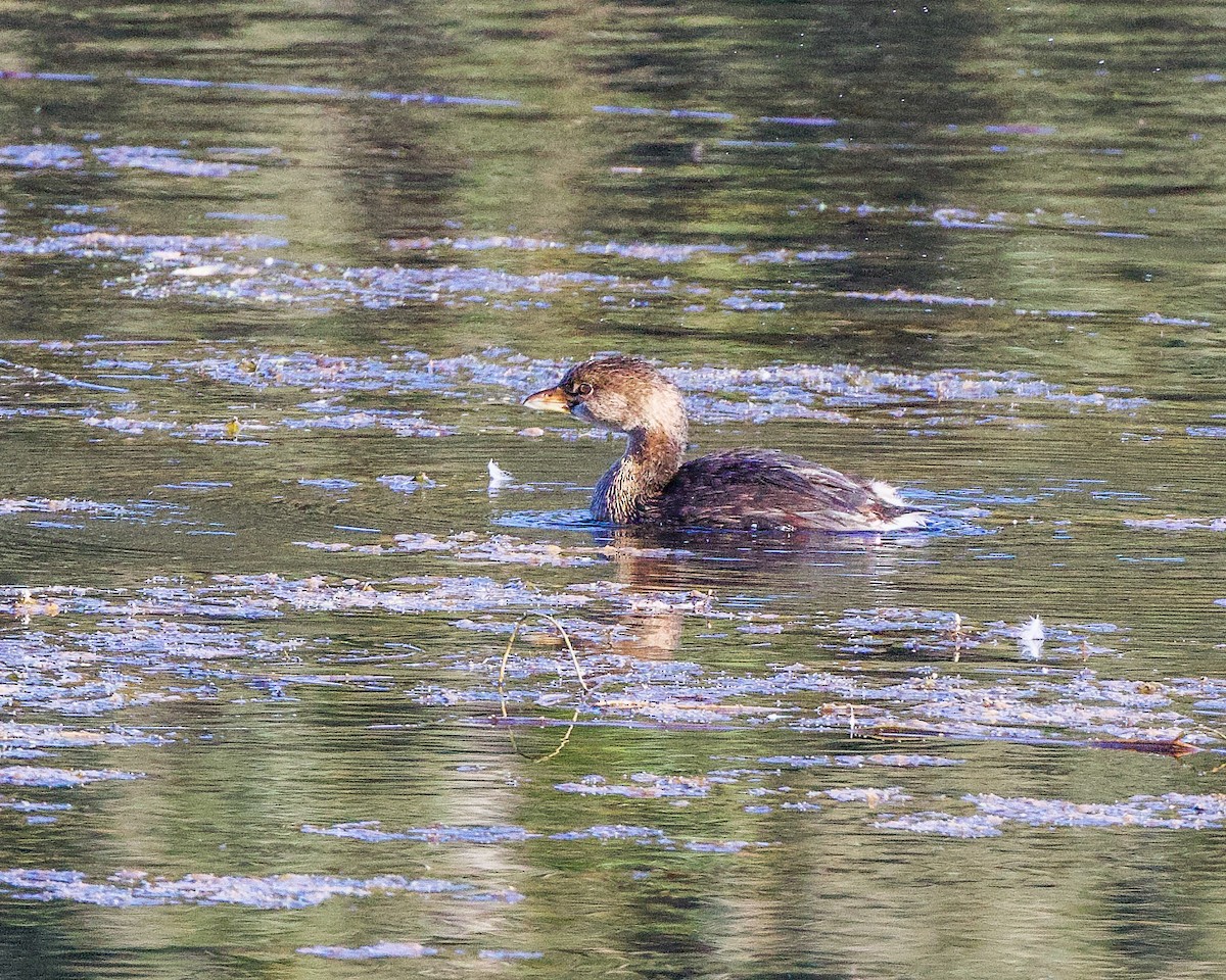 Pied-billed Grebe - ML489709271