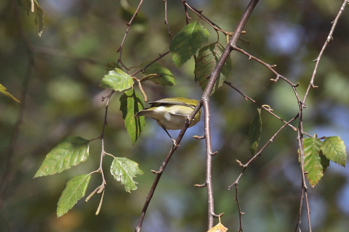 Tennessee Warbler - ML489709601