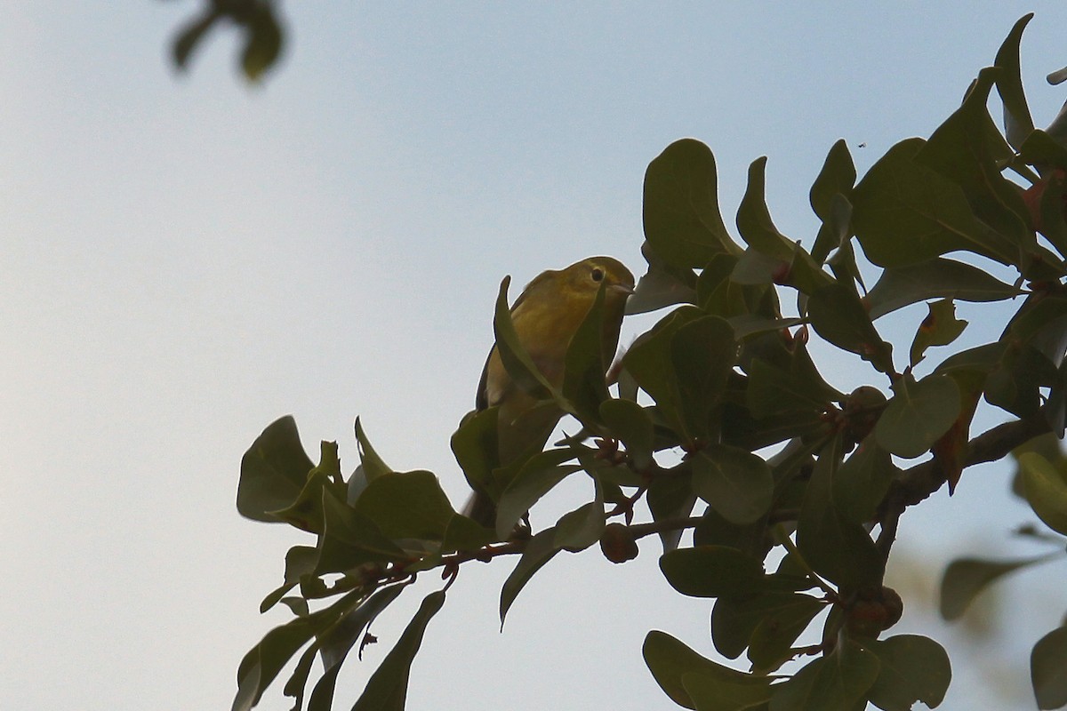 Tennessee Warbler - ML489709611