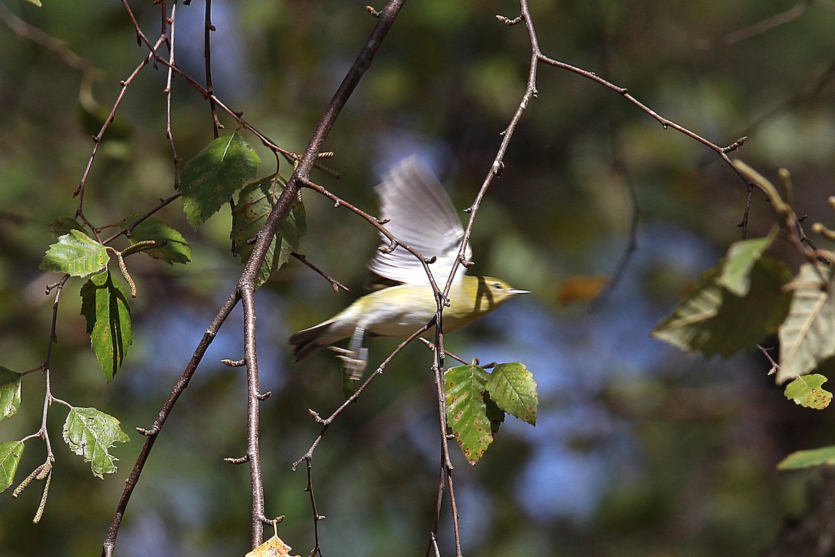 Tennessee Warbler - ML489709621