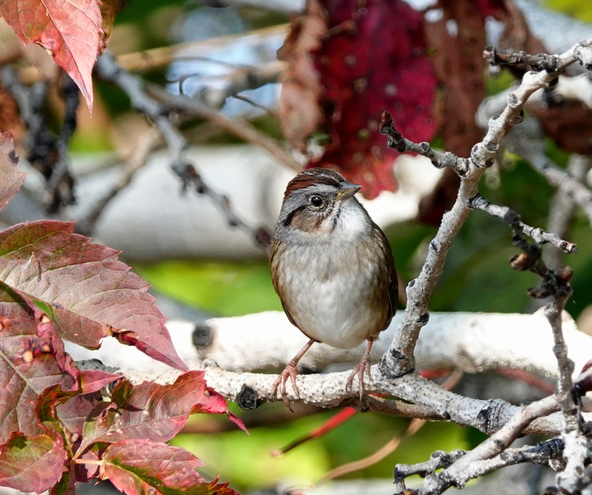 Swamp Sparrow - ML489710111