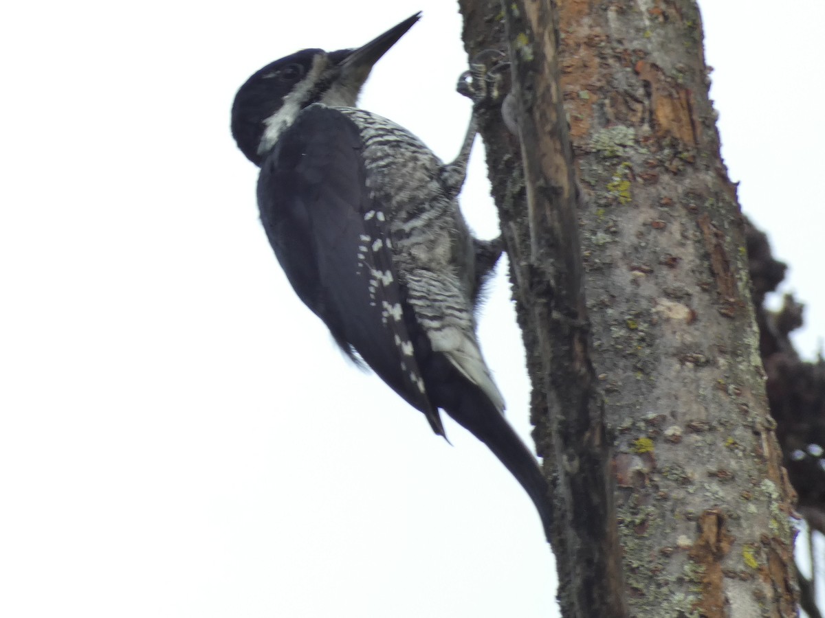 Black-backed Woodpecker - ML489710331