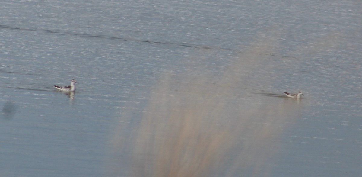 Phalarope à bec étroit - ML489710751