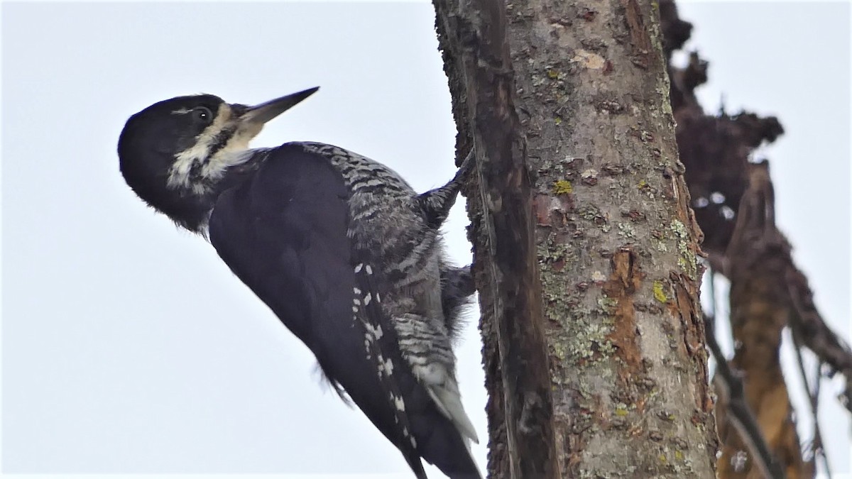 Black-backed Woodpecker - ML489711351