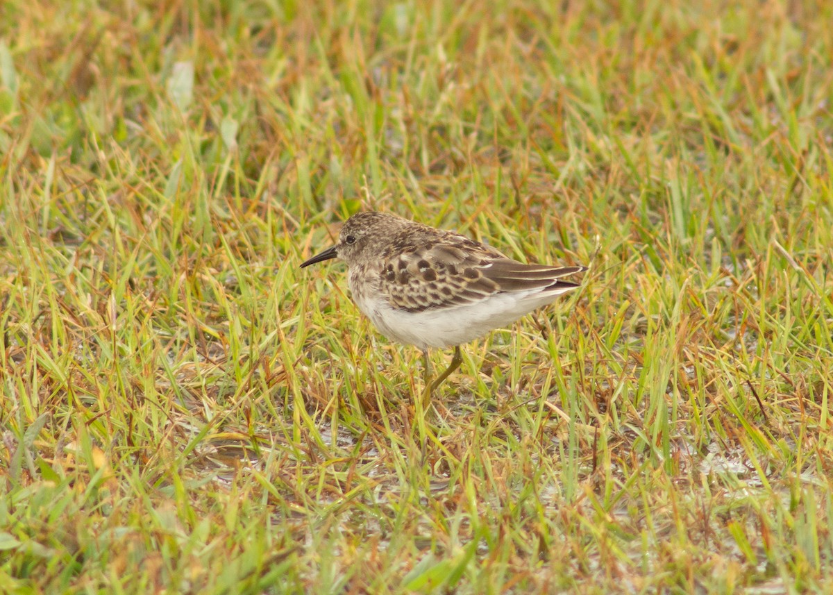 Least Sandpiper - ML489711661