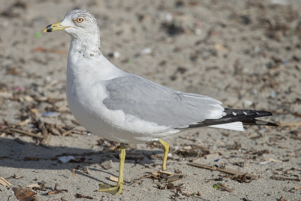 Ring-billed Gull - Bernardo Alps