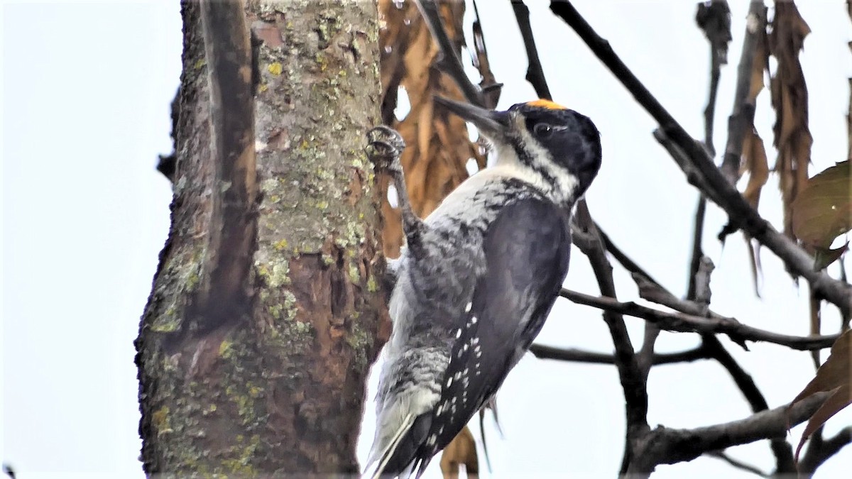 Black-backed Woodpecker - ML489712001