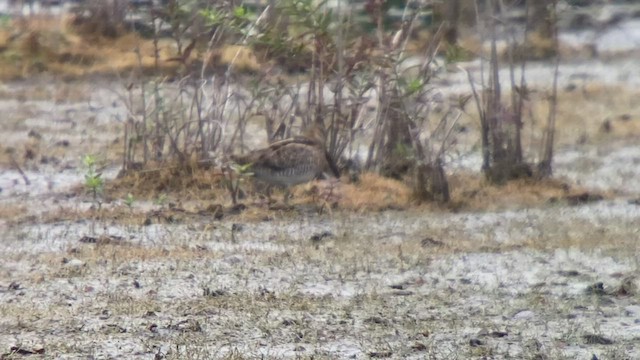 Wilson's Snipe - ML489713061