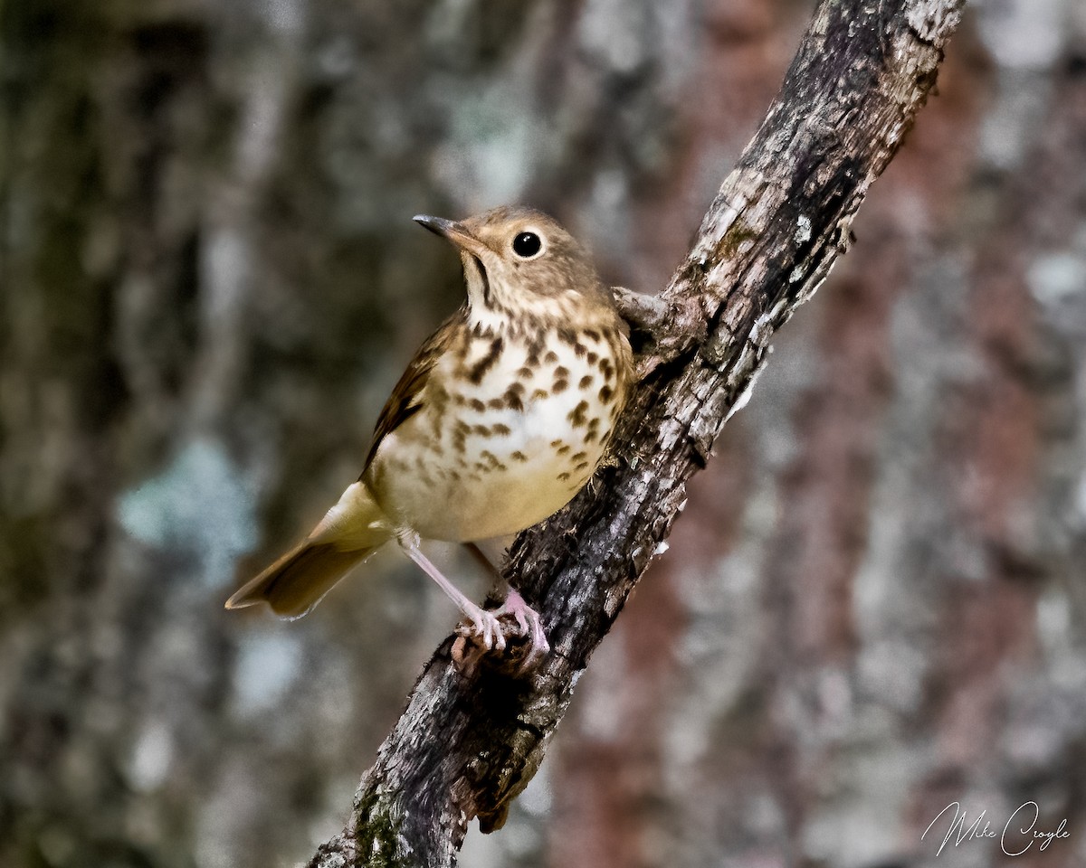 Hermit Thrush - ML489714991