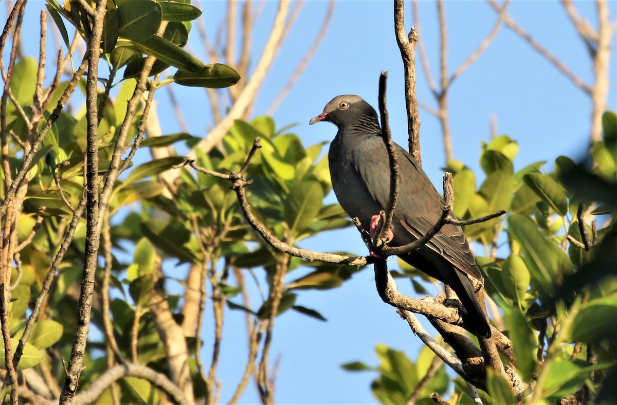 White-crowned Pigeon - ML489715561
