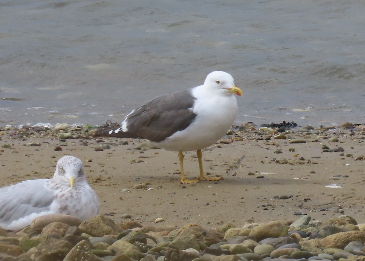 Lesser Black-backed Gull - ML489715711