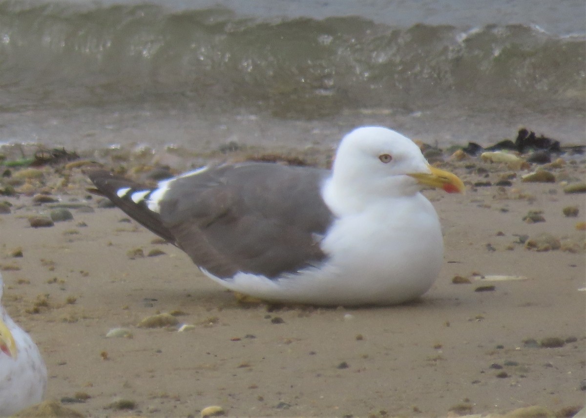 Lesser Black-backed Gull - ML489715721