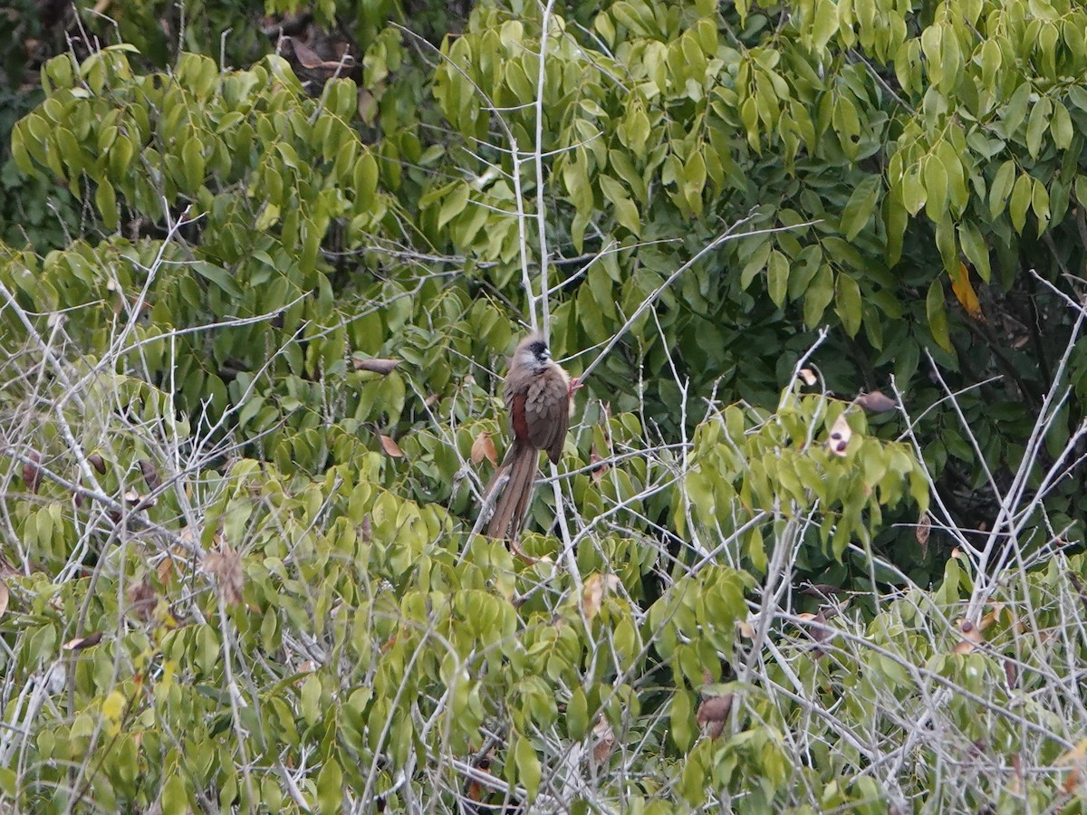 Pájaro Ratón Dorsirrojo - ML489717261