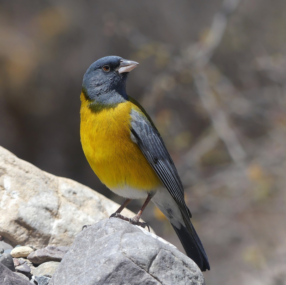 Gray-hooded Sierra Finch - ML489718541