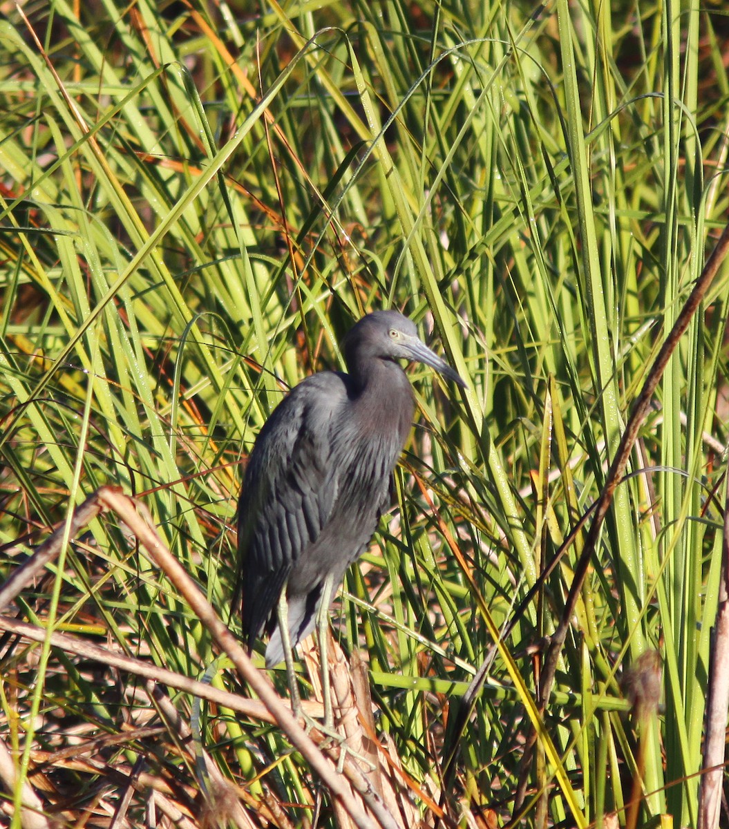 Little Blue Heron - Jorge Montejo