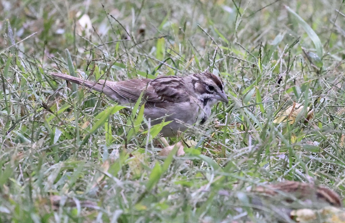 Lark Sparrow - ML489727721