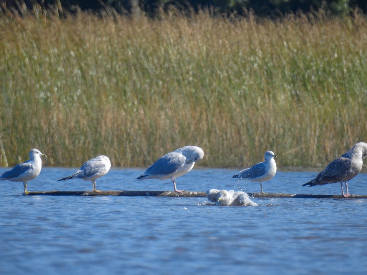 Ring-billed Gull - ML489732141