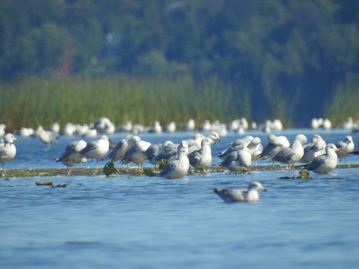 Ring-billed Gull - ML489732241