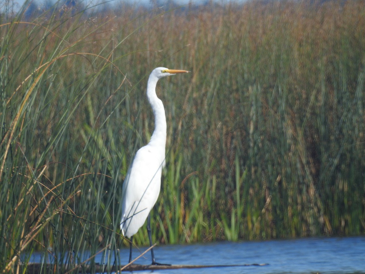 Great Egret - ML489733221