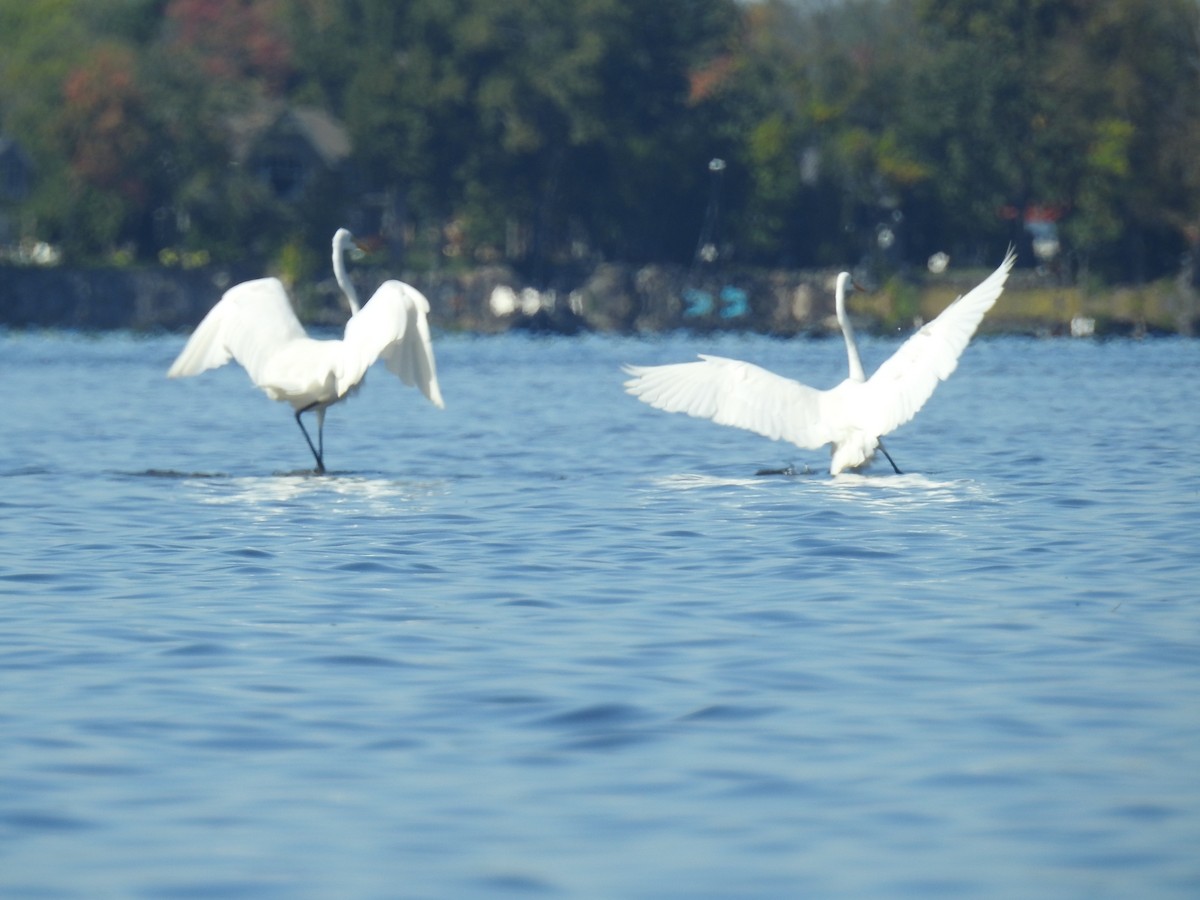 Great Egret - ML489733231