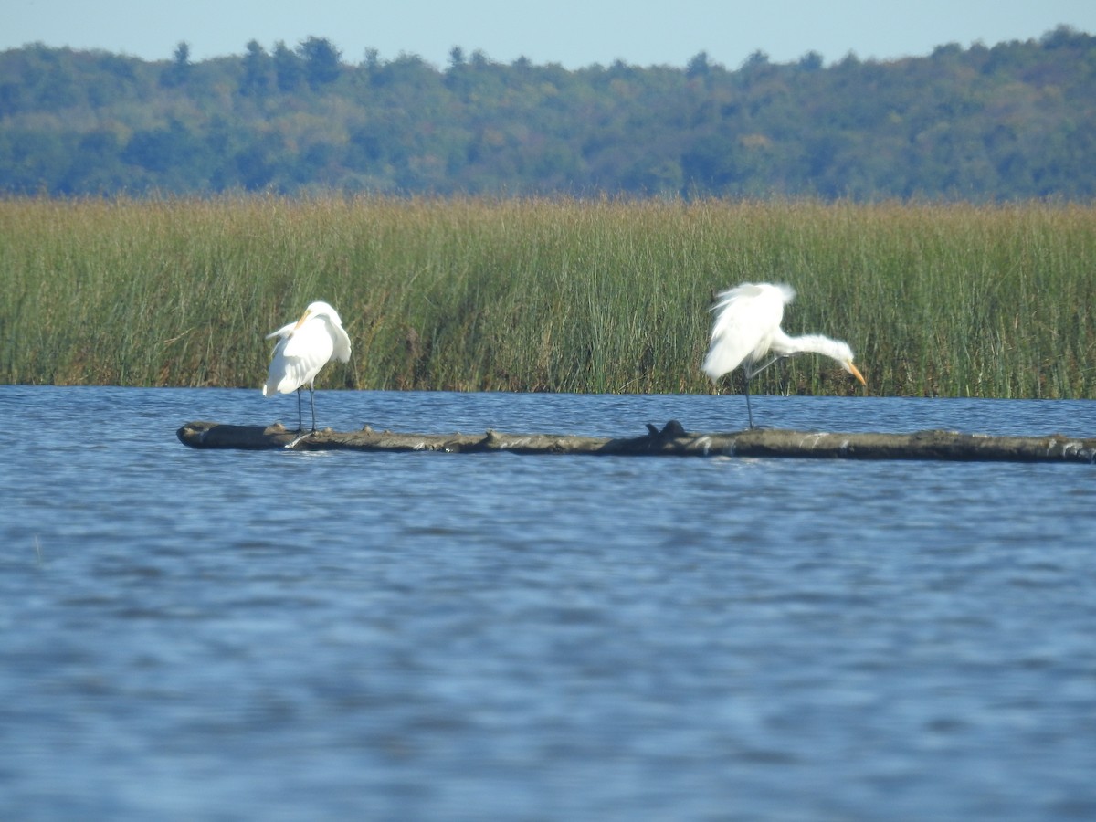 Great Egret - ML489733241