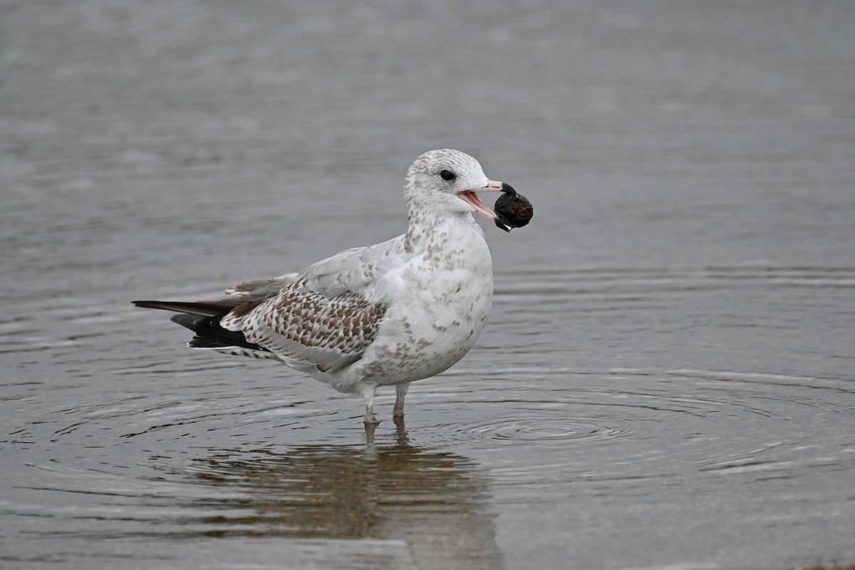 Ring-billed Gull - ML489734521