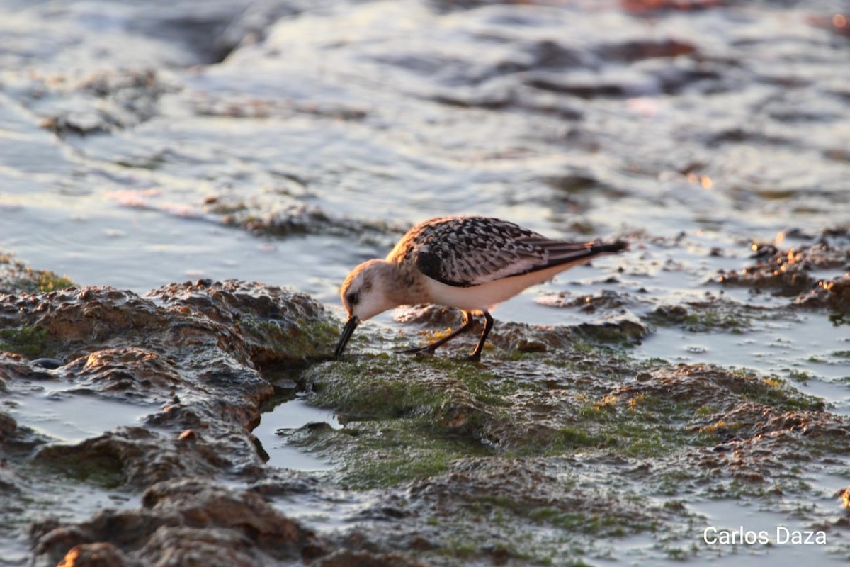 Sanderling - ML489735251