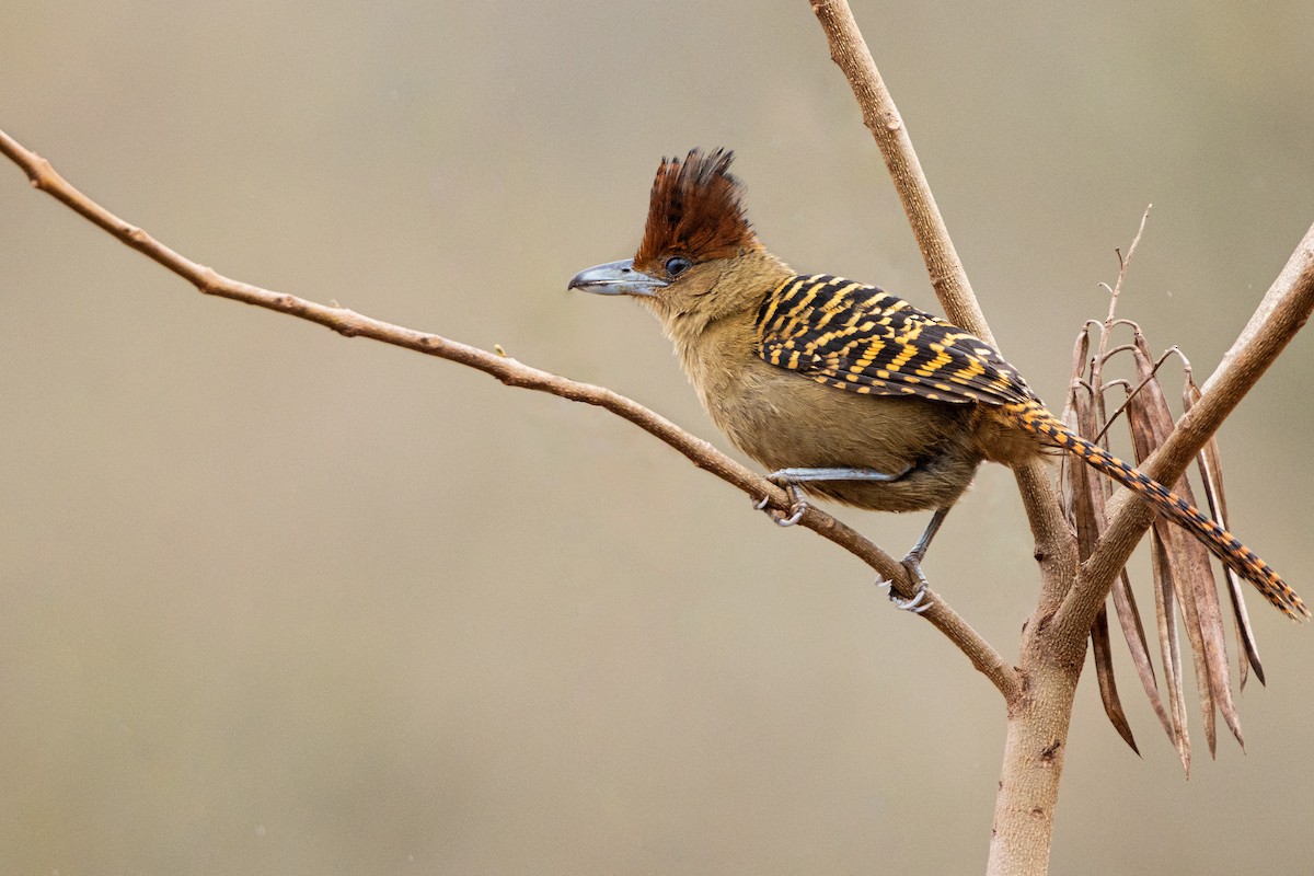 Giant Antshrike - ML489735571