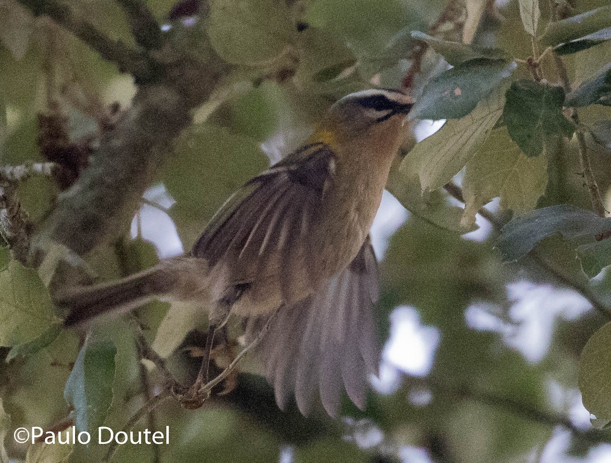 Common Firecrest - ML489736021