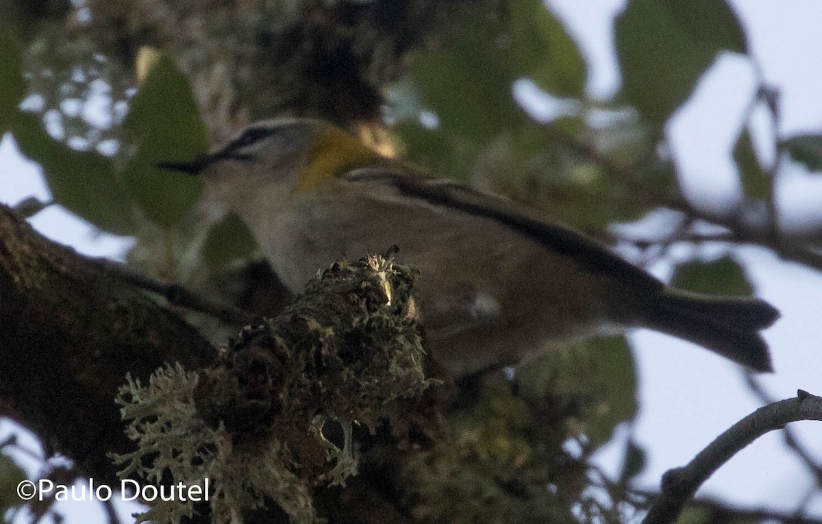 Common Firecrest - ML489736031