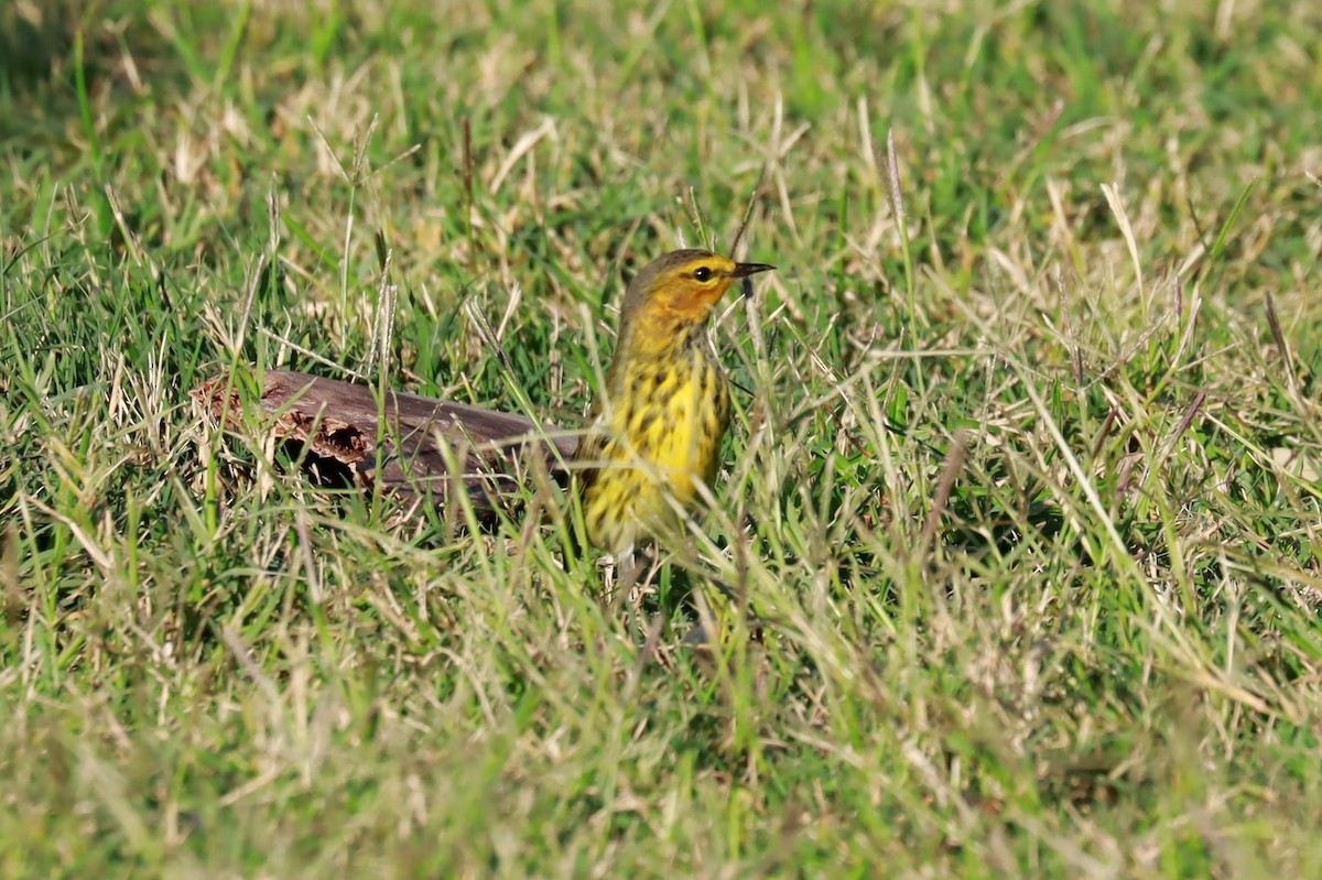 Cape May Warbler - ML489738141